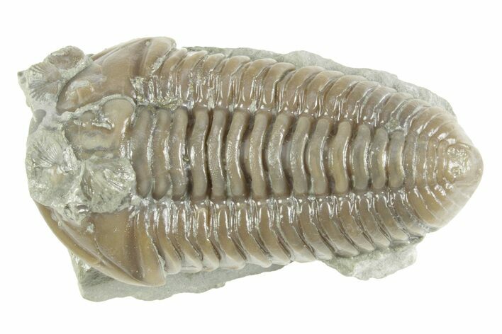 Prone Flexicalymene Trilobite w/ Brachiopods - Mt Orab, Ohio #380328
